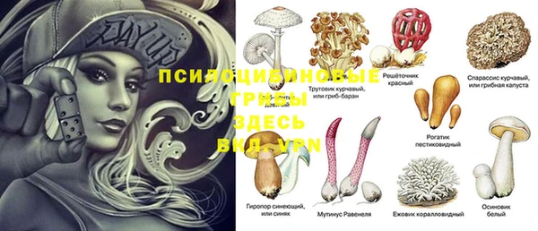 стаф Козловка